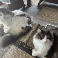 ごろん猫の爪とぎ　ナチュラル　木目調（インテリア 段ボール製)