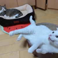 にゃんベジ