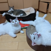 猫用グリニーズ 毛玉ケアスナック