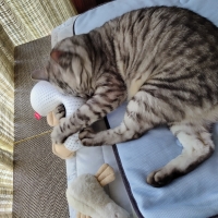 超クールキャットトイ