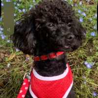 リフレサンド　おから