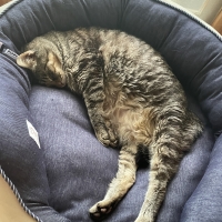 ★Ｓｉｐｐｏｌｅ　２ＷＡＹもちふわオーバルベッド