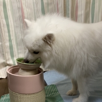 ルルパスタンド