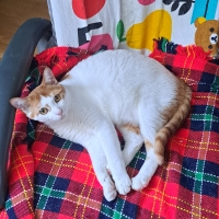 広島産　若鶏ささみジャーキー（PEPPY LIFE猫おやつシリーズ）