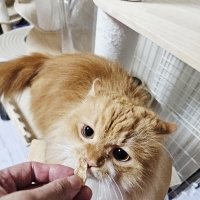 広島産　若鶏ささみジャーキー（PEPPY LIFE猫おやつシリーズ）