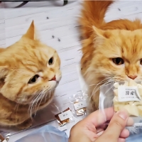 国産スモークチキンキューブ（PEPPY LIFE猫おやつシリーズ）