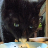 国産スモークチキンキューブ（PEPPY LIFE猫おやつシリーズ）