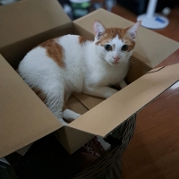 国産スモークチキンキューブ（PEPPY LIFE猫おやつシリーズ）