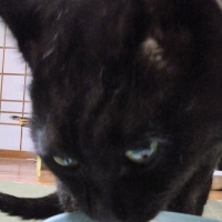 静岡産スモークかつおキューブ（PEPPY LIFE猫おやつシリーズ）