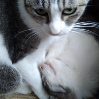 ロイヤルカナン　成猫用　ケアフード