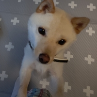 衝撃吸収＆防水クッションマット（旧：汚れがふき取りやすい防水クッションマット）