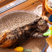 広島産　若鶏ささみジャーキー（PEPPY LIFE猫おやつシリーズ）