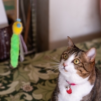 静岡産スモークかつおキューブ（PEPPY LIFE猫おやつシリーズ）