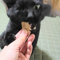 広島産　若鶏ささみジャーキー（PEPPY LIFE猫おやつシリーズ）