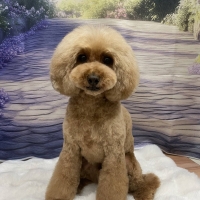 ロイヤルカナン プードル 中・高齢犬用