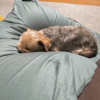 Ｓｉｐｐｏｌｅ　もっちりビーズクッション