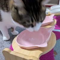 静岡産スモークかつおキューブ（PEPPY LIFE猫おやつシリーズ）