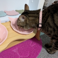 国産スモークチキンキューブ（PEPPY LIFE猫おやつシリーズ）