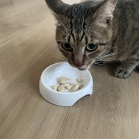 国産スモークチキンキューブ（PEPPY LIFE猫おやつシリーズ）