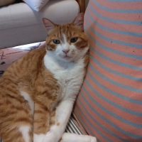 ｐＨバランス キャットウォーター