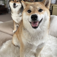 Ｓｉｐｐｏｌｅ わんデリ(犬 トッピング）