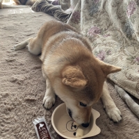 北の極 ごほうびソーセージ