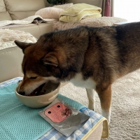 ドットわん ふんわり砂肝