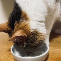 静岡産スモークかつおキューブ（PEPPY LIFE猫おやつシリーズ）