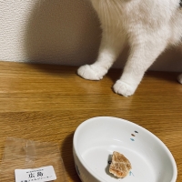 広島産　若鶏ささみジャーキー（PEPPY LIFE猫おやつシリーズ）