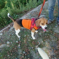 ハクサン クールベスト