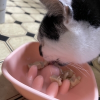 国産スモークチキンキューブ（PEPPY LIFE猫おやつシリーズ）