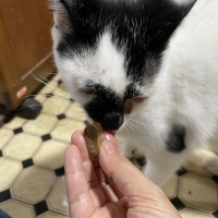 静岡産スモークかつおキューブ（PEPPY LIFE猫おやつシリーズ）