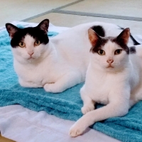 広島産　若鶏ささみジャーキー（PEPPY LIFE猫おやつシリーズ）