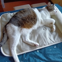 ★蒸れないふんわりクールマット・枕付き（旧：蒸れないソフトクールマット・枕付き）