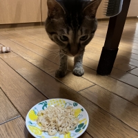 国産スモークチキンキューブ（PEPPY LIFE猫おやつシリーズ）