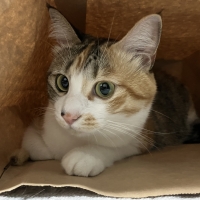 広島産　若鶏ささみジャーキー（PEPPY LIFE猫おやつシリーズ）