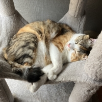 静岡産スモークかつおキューブ（PEPPY LIFE猫おやつシリーズ）