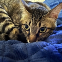 ロイヤルカナン おねだりの多い成猫用