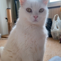 猫用グリニーズ (正規品)（猫用おやつ）