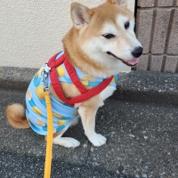 【マンダリンブラザーズ】クーリングタンク