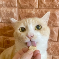 国産スモークチキンキューブ（PEPPY LIFE猫おやつシリーズ）