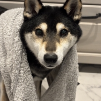 ★綿１００％のふわさらドライタオル