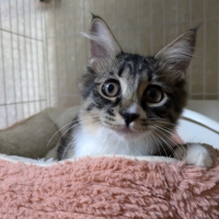 マジカルサンドひのき システムトイレ用猫砂（大粒 消臭）