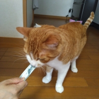 Ｓｉｐｐｏｌｅ　にゃろみ　Ｌ８０２０（オーラルケア）
