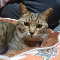 ピュアラ　バイオバニッシュ