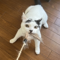 静岡産スモークかつおキューブ（PEPPY LIFE猫おやつシリーズ）