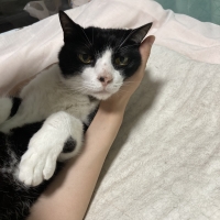 こまちにゃ 秋田産猫用ジャーキー