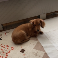 静岡産 しらすせんべい(PEPPY LIFE 犬おやつシリーズ)