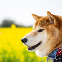 Ｓｉｐｐｏｌｅ　わんみぃ　Ｌ８０２０（オーラルケア）