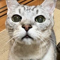 ロイヤルカナン　成猫用　ケアフード